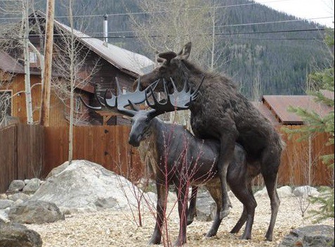 http://www.westword.com/news/photos-female-moose-attack-in-town-where-male-was-seen-mounting-a-moose-statue-5861584